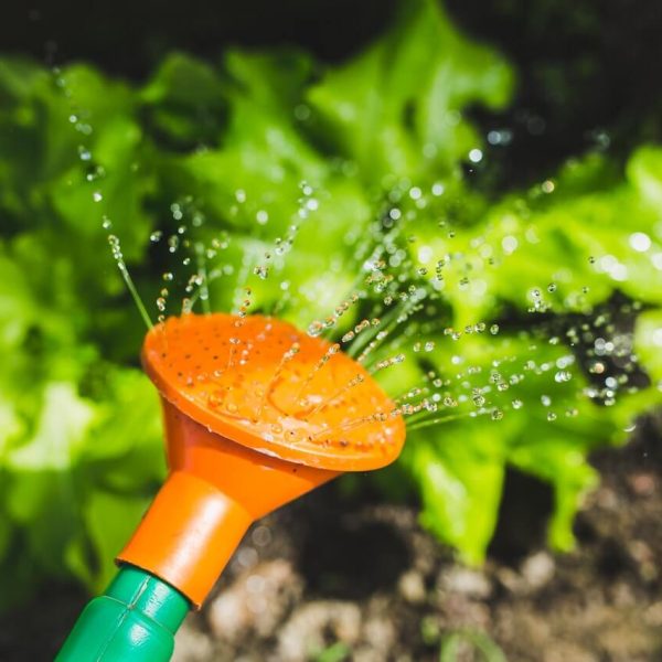 watering-plants-with-a-watering-can